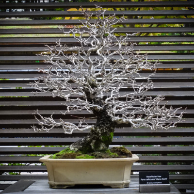 Bonsai, Portland Japanese Garden, Fall 2021