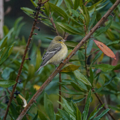 Backyard Lesser Goldfinch, Fall 2021