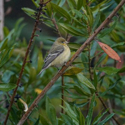 Backyard Lesser Goldfinch, Fall 2021