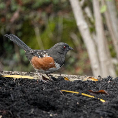 Backyard Spotted Towhee, Fall 2021