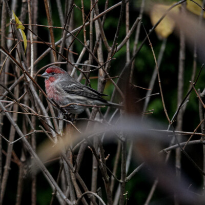 Backyard House Finch, Fall 2021