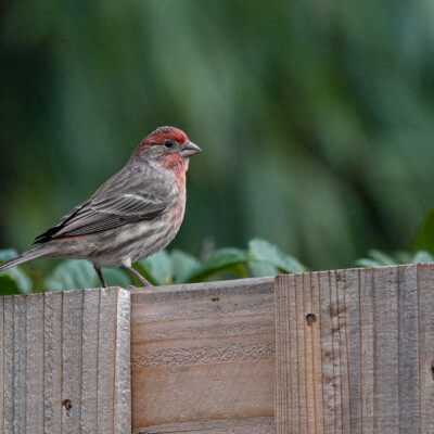 Backyard House Finch, Fall 2021