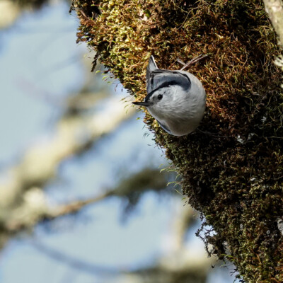 Nuthatch at Tualatin River NWR, Fall 2021