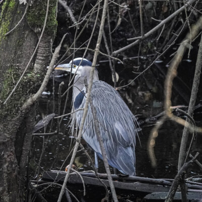 Heron, Tualatin River NWR, Fall 2021