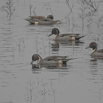 Pintail Ducks, Jackson Bottom Reserve, Winter 2021