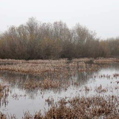Jackson Bottom Wetlands, Winter 2021-22