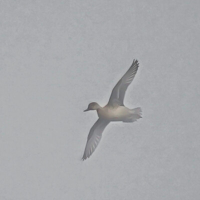 Duck in the fog, Jackson Bottom, Winter 2021-22 Duck in the fog, Jackson Bottom, Winter 2021-22