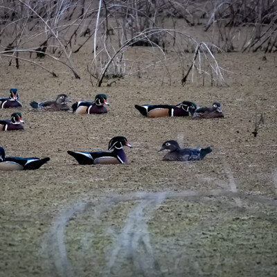 Wood Ducks, Oaks Bottom Wildlife Refuge, Fall 2021