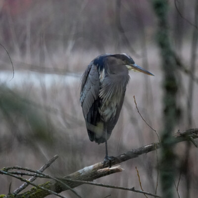 Heron, Oaks Bottom Wildlife Refuge, Fall 2021