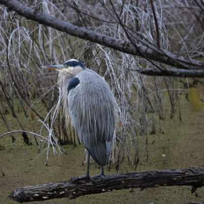 Heron, Oaks Bottom Wildlife Refuge, Fall 2021