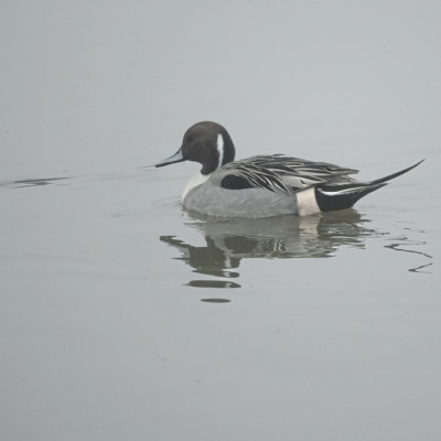 Pintail Duck, Fernhill Wetlands, Winter 2021