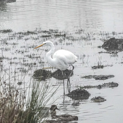 Egret, Fernhill Wetlands, Winter 2021