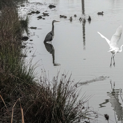 Egret and Heron, Fernhill Wetlands, Winter 2021