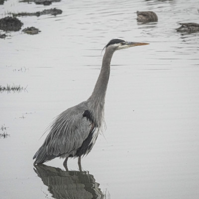 Heron, Fernhill Wetlands, Winter 2021