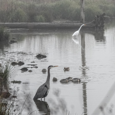 Egret and Heron, Fernhill Wetlands, Winter 2021
