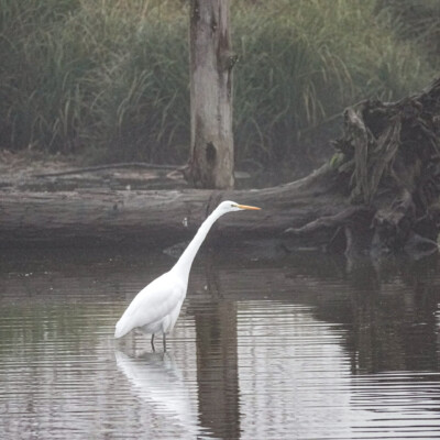 Egret, Fernhill Wetlands, Winter 2021