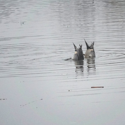 Pintail Ducks, Fernhill Wetlands, Winter 2021