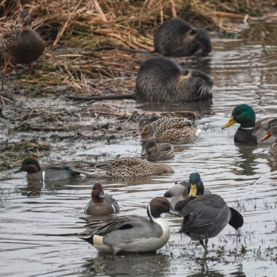 Ducks and Nutria, Fernhill Wetlands, Winter 2021
