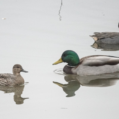 Mallard and two Teal, Fernhill Wetlands, Winter 2021