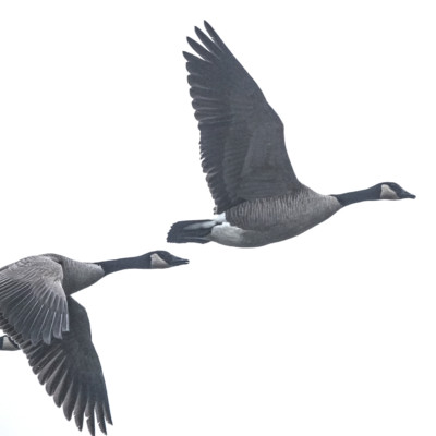 Canada Geese, Fernhill Wetlands, Winter 2021