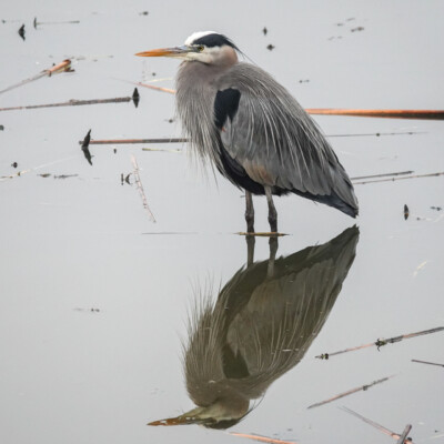 Heron, Fernhill Wetlands, Winter 2021