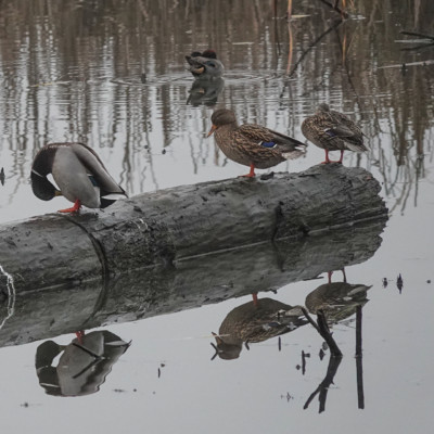 Mallards on a log, Fernhill Wetlands, Winter 2021