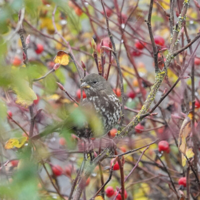 Fox Sparrow, Fernhill Wetlands, Winter 2021