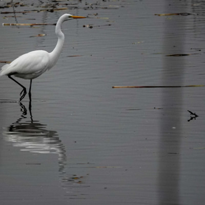 Egret, Fernhill Wetlands, Winter 2021
