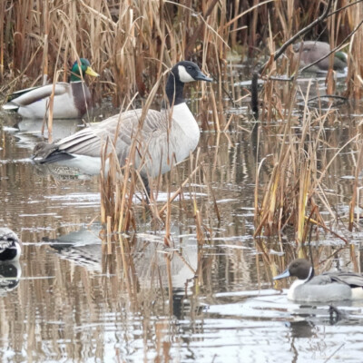 Goose among the ducks, Fernhill Wetlands, Winter 2021