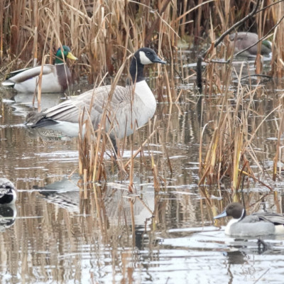 Goose among the ducks, Fernhill Wetlands, Winter 2021