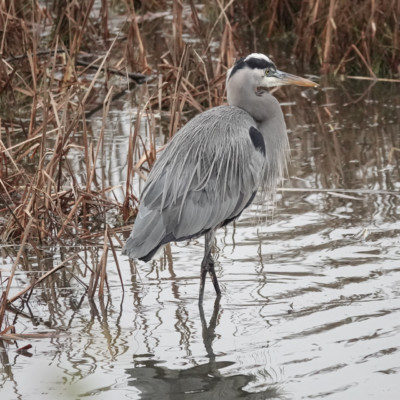 Heron, Fernhill Wetlands, Winter 2021