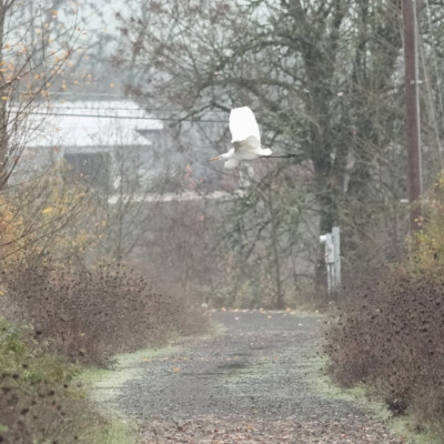 Egret, Fernhill Wetlands, Winter 2021