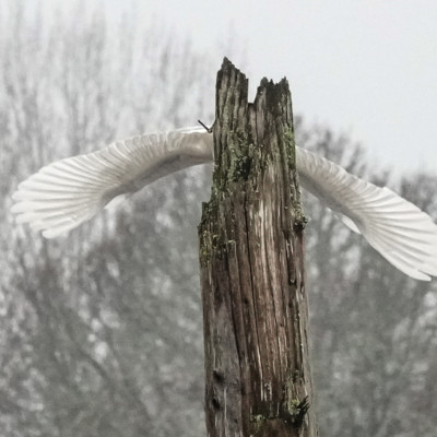 Egret, Fernhill Wetlands, Winter 2021