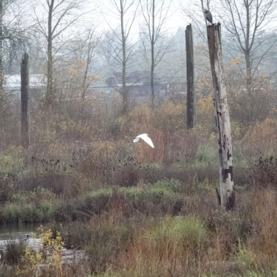 Heron observing two Egret, Fernhill Wetlands, Winter 2021