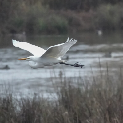 Egret, Fernhill Wetlands, Winter 2021