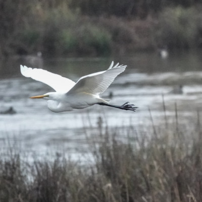 Egret, Fernhill Wetlands, Winter 2021