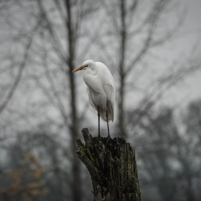 Egret, Fernhill Wetlands, Winter 2021