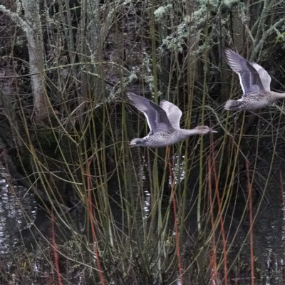 Two female Mallard in flight, Fernhill Wetlands, Winter 2021