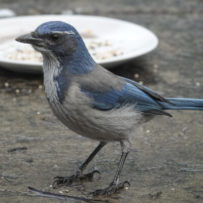 Backyard Scrub Jay, Winter 2021-22