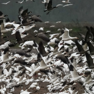 Snow Geese and Canada Geese at Vancouver Lake Lowlands, Winter 2021