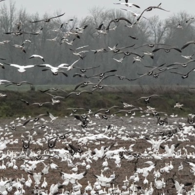 Snow Geese and Canada Geese at Vancouver Lake Lowlands, Winter 2021