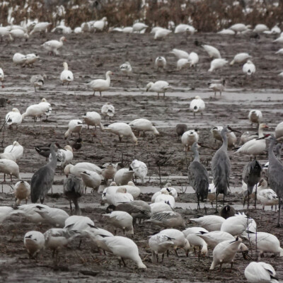 Groups of Sandhill Crane among the geese in the muddy field, Lower Vancouver Lake, Winter 2021-22