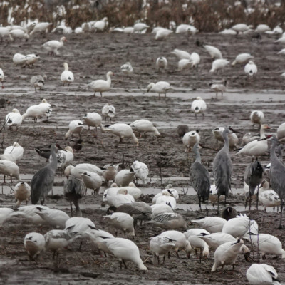 Groups of Sandhill Crane among the geese in the muddy field, Lower Vancouver Lake, Winter 2021-22