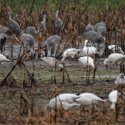 Crane and geese grazing in the wide rows of corn planted for them at this site. Vancouver Lake Lowlands, Winter 2021-22.