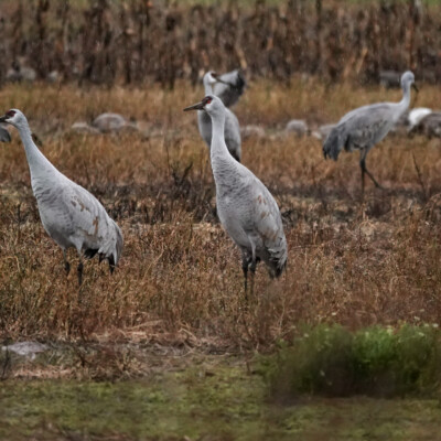 Sandhill Cranes at Vancouver Lake Lowlands, Winter 2021