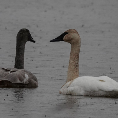 Tundra Swans at Ridgefield NWR, Winter 2021