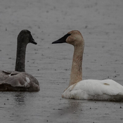 Tundra Swans at Ridgefield NWR, Winter 2021