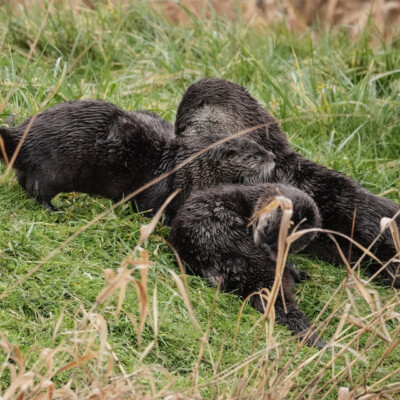 Otters at Ridgefield NWR, Winter 2021-22