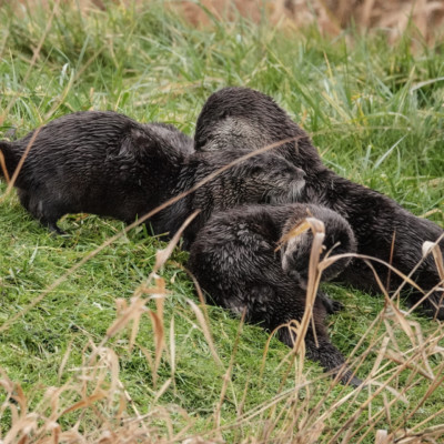 Otters at Ridgefield NWR, Winter 2021-22
