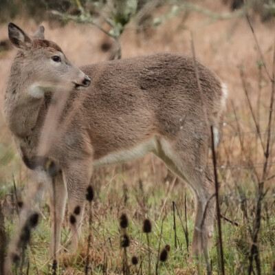Deer at Ridgefield NWR, Winter 2021-22